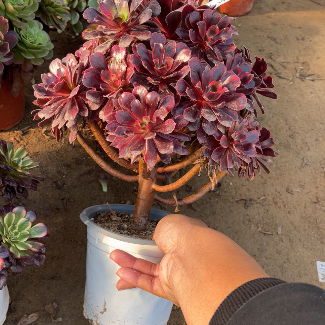 12-6-24蒙娜丽莎法师锦