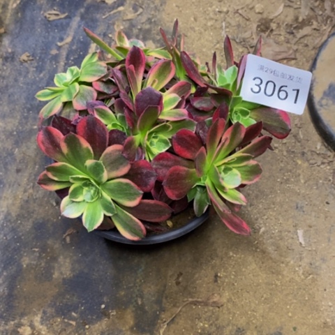 安娜多肉植物3061