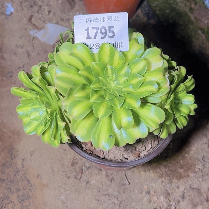 1795翡翠琉璃多肉植物