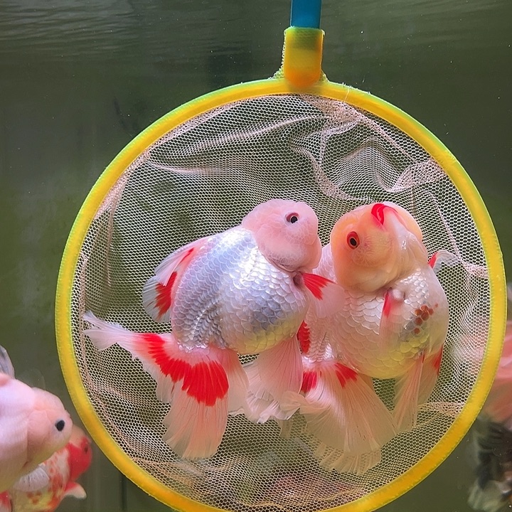 海水鱼百褶泰狮兰寿