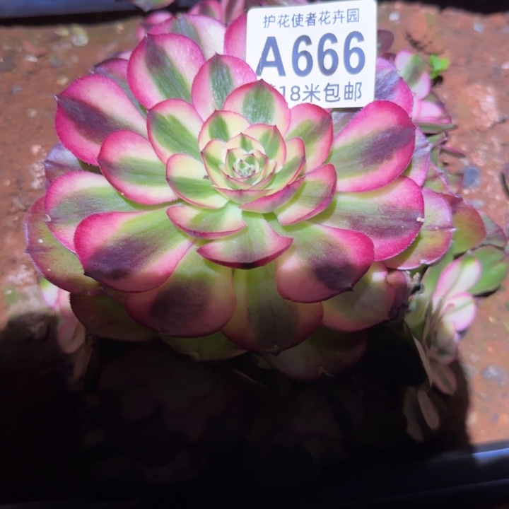 多肉法师荔枝朵朵