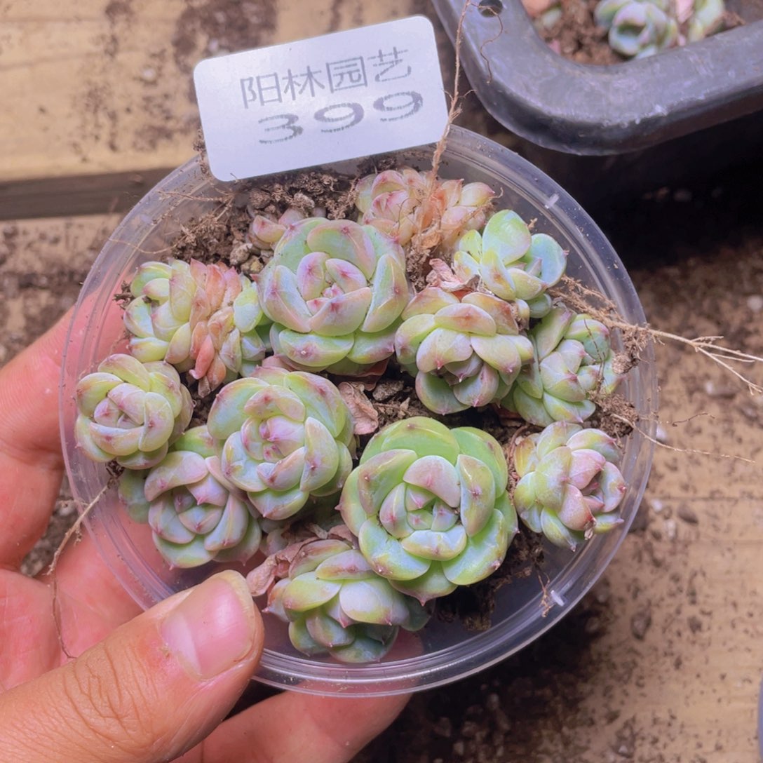 多肉植物多肉植物399