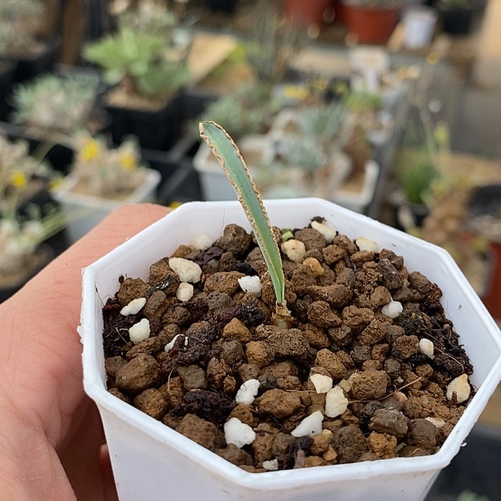 286蛞yu弹簧草一一一一