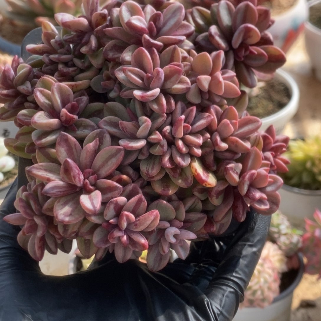 768紫薰锦锦锦锦锦