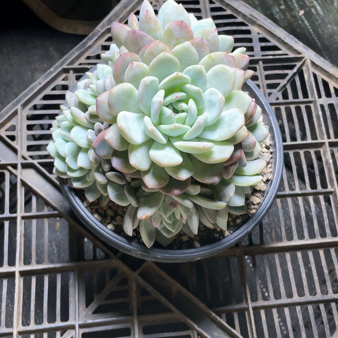 星影多肉植物多头群