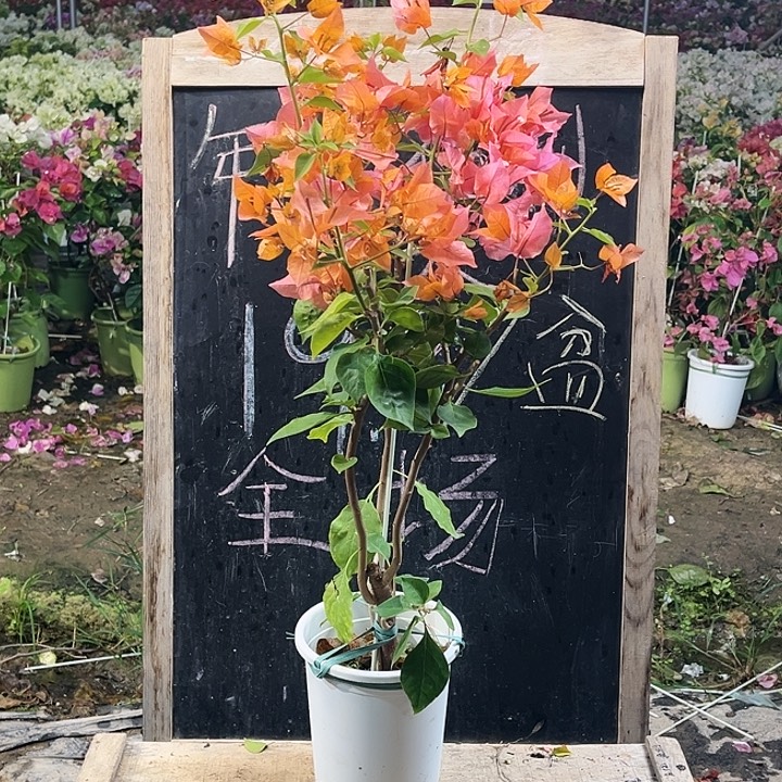 完全开放三角梅橙色火焰