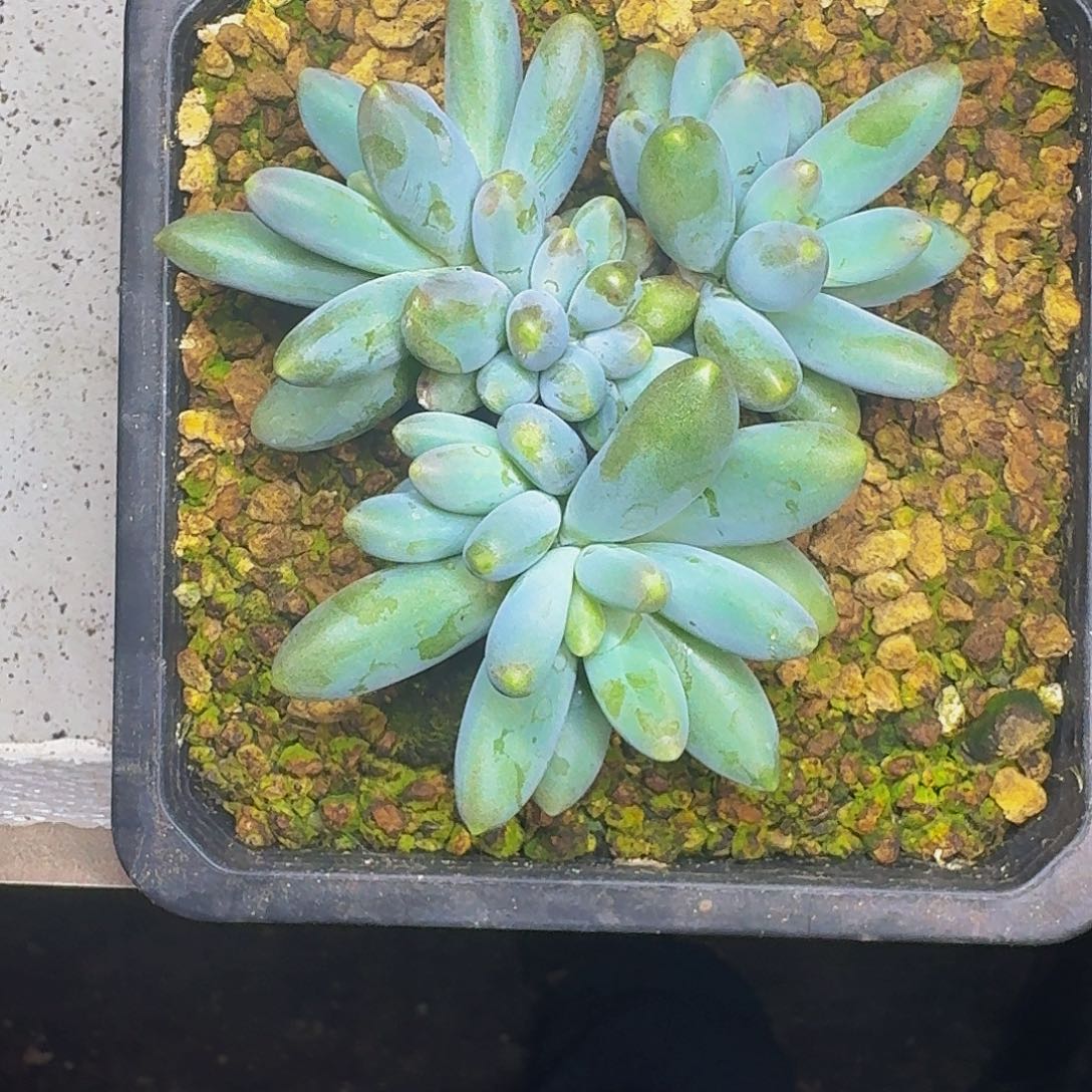 胖烟花 群生 一物一拍