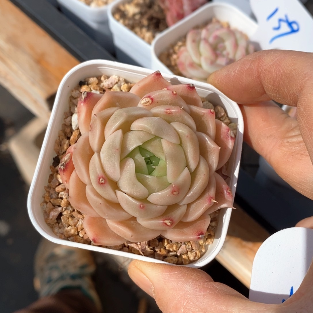 精品多肉一物一拍不包整155