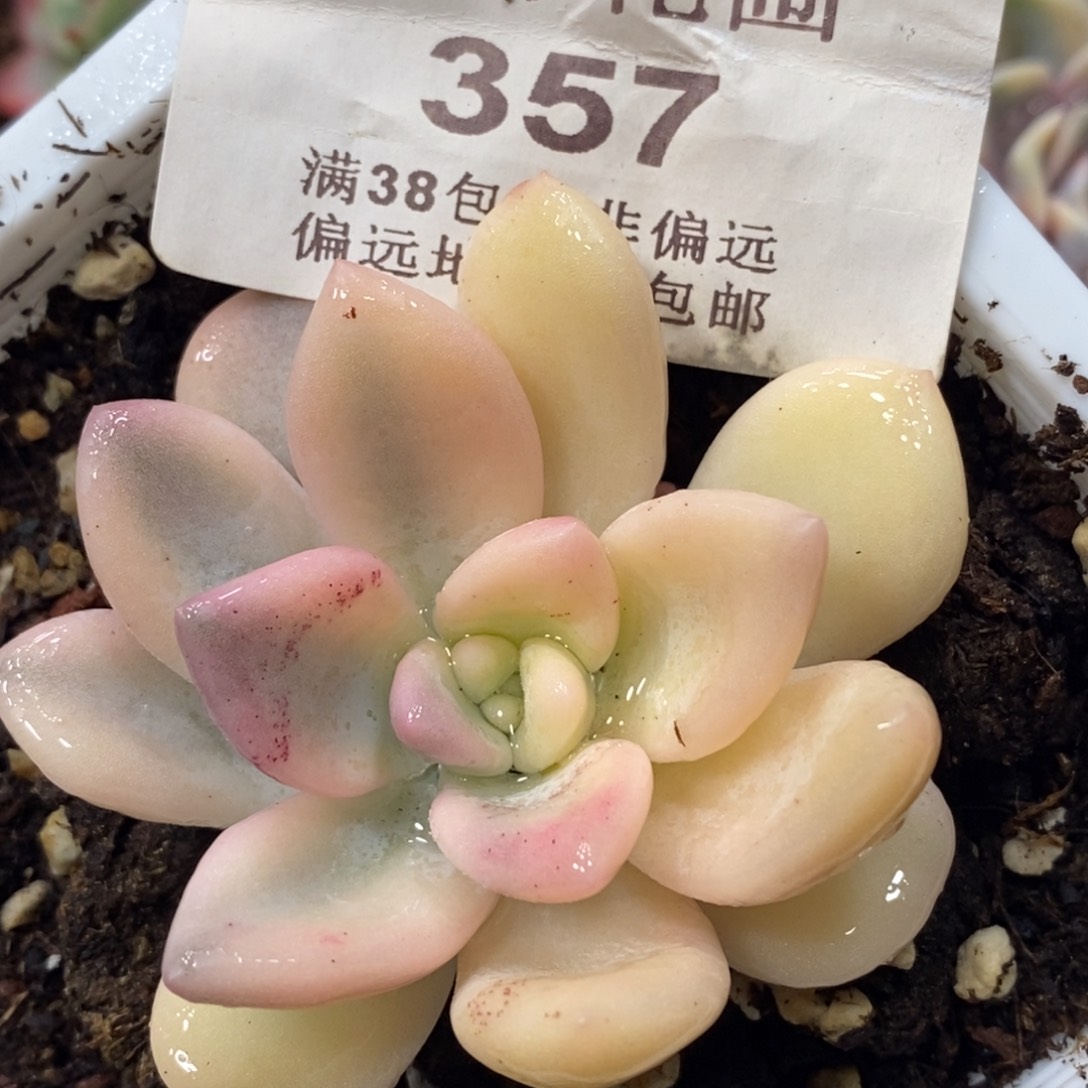 357彩色奥普锦单头带根