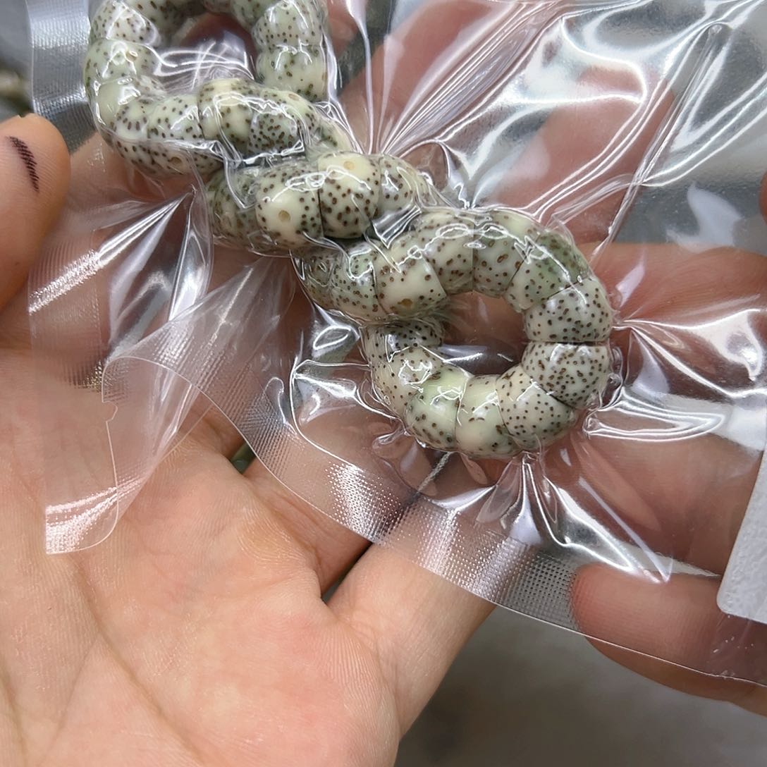 星月菩提手串32卓越糯冰石玉星月菩提单圈大肠10
