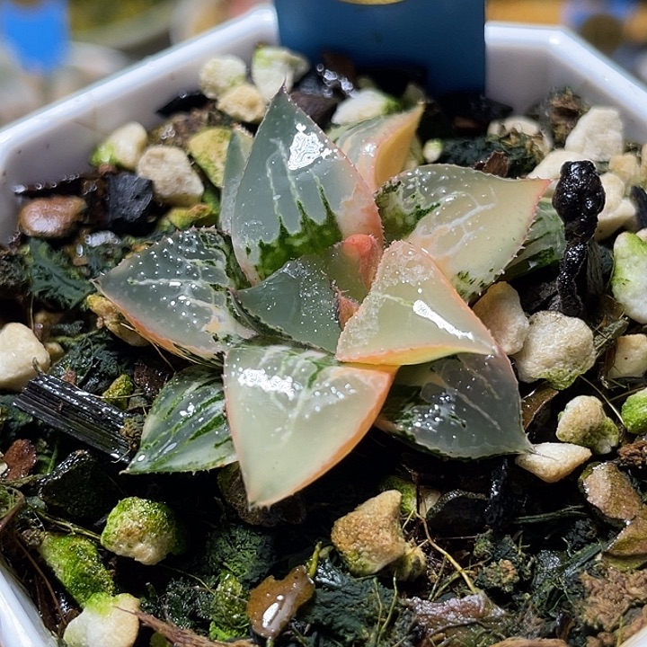 662酒吞锦特选福利