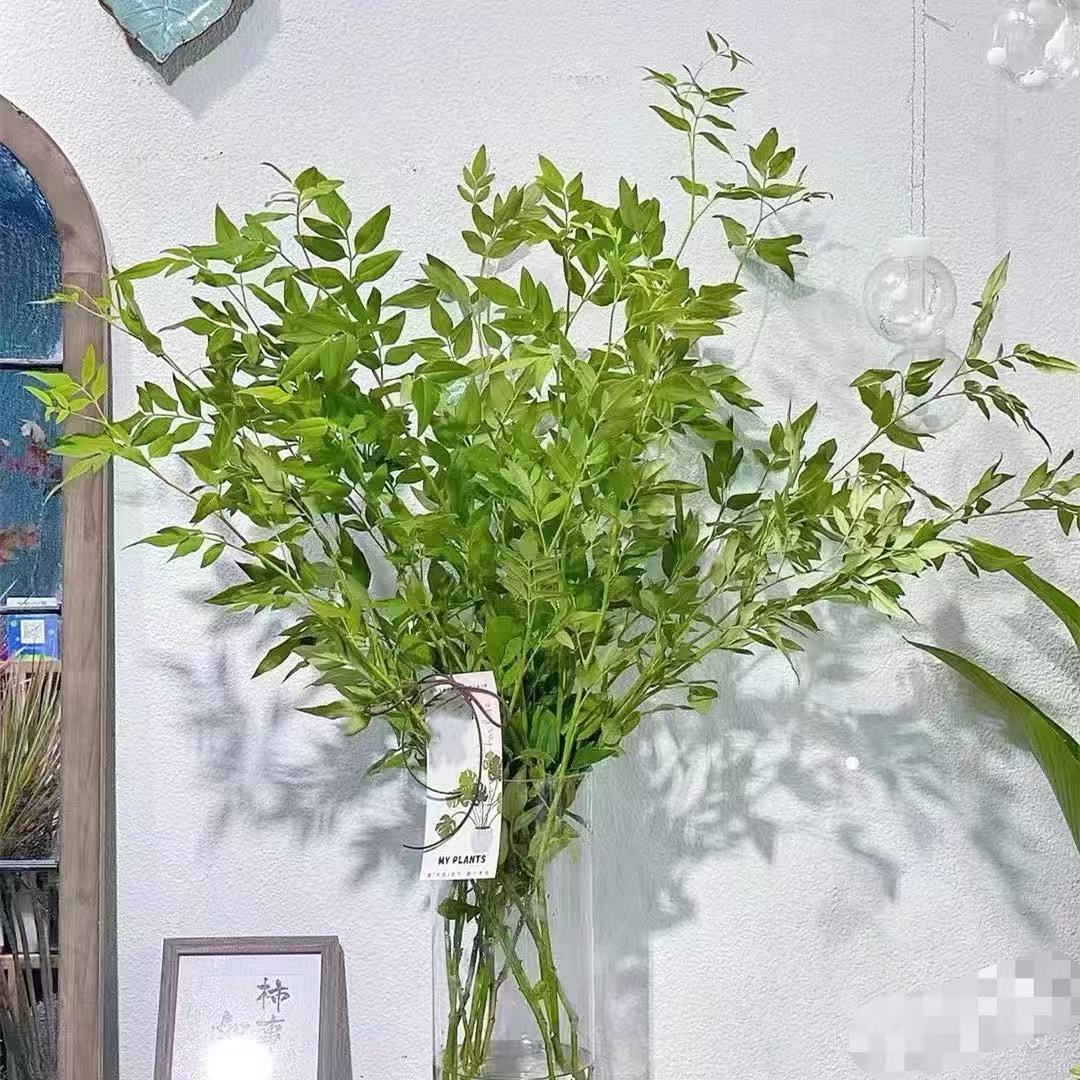 九星叶（高端配花）