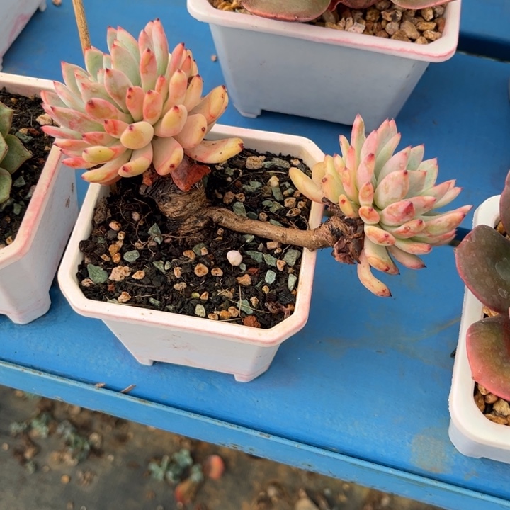 九官精品多肉 一个飘枝