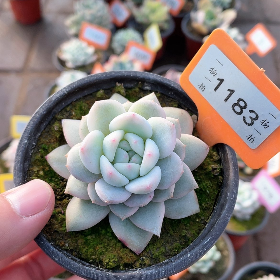 【闪购商品】1183号