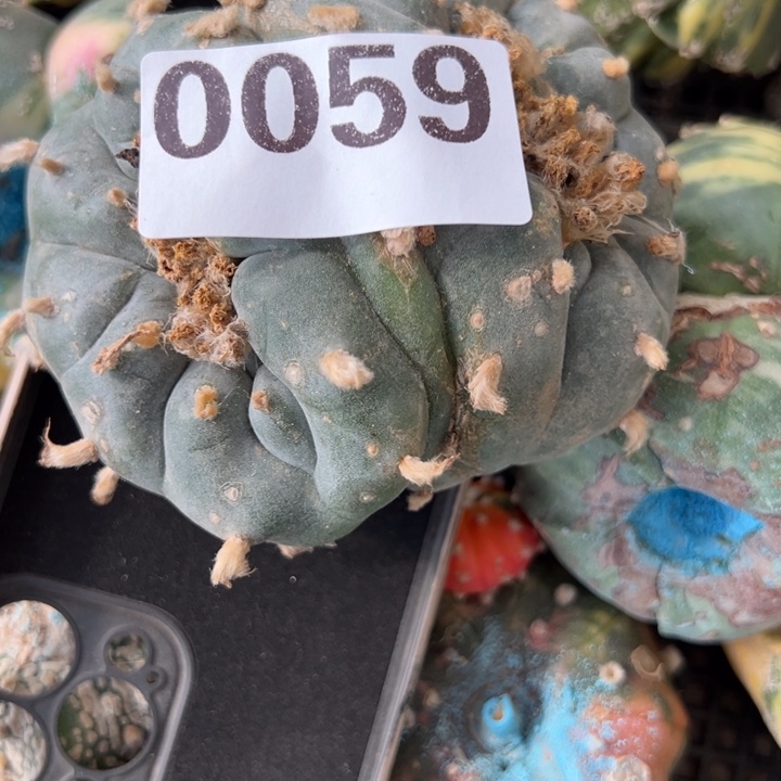 海**云海鲜仙人球059号