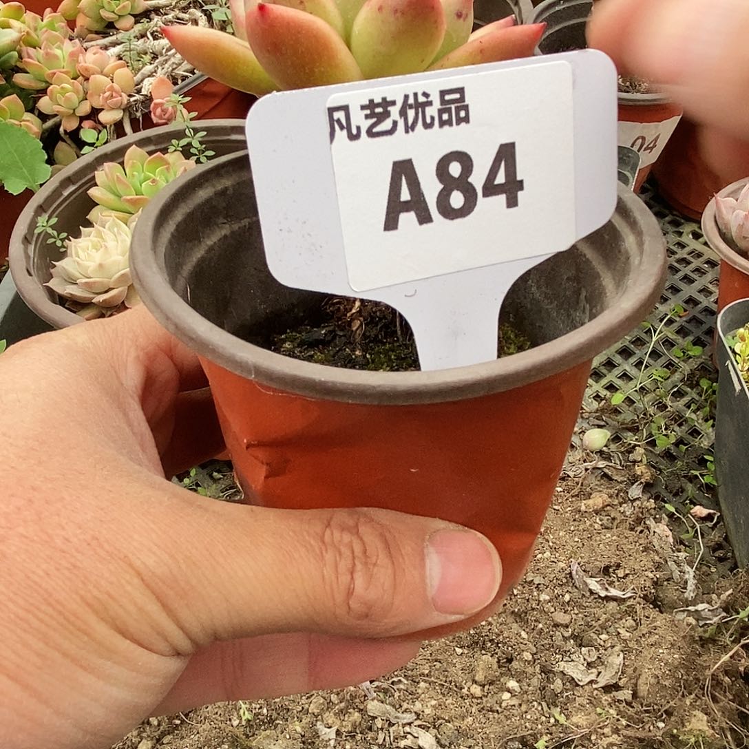 一物一拍A84满9.9包邮