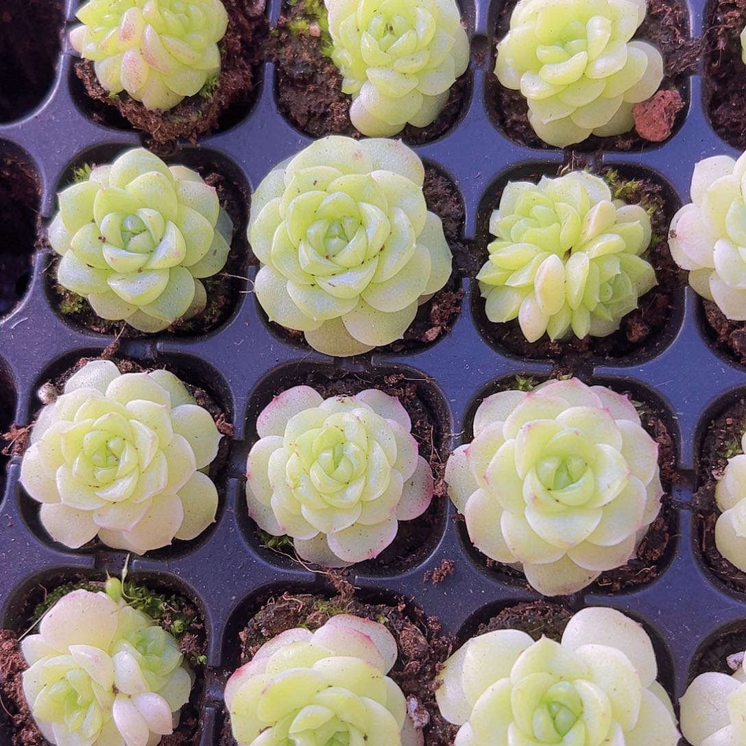 化水麦秆5颗19包邮