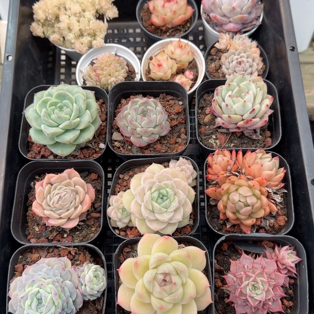 框拍框拍0208-111