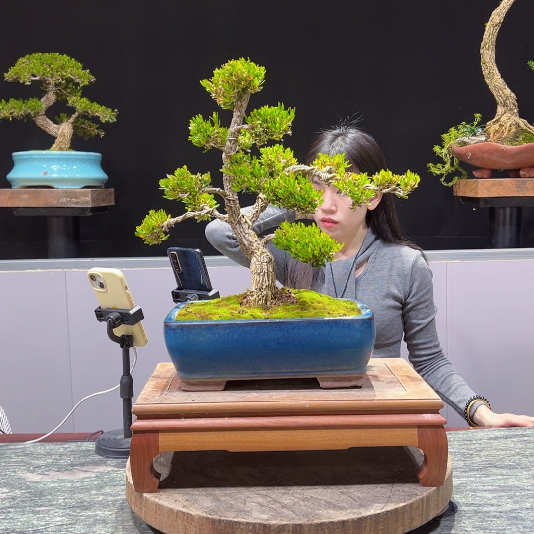 绿植黄杨盆景盆景