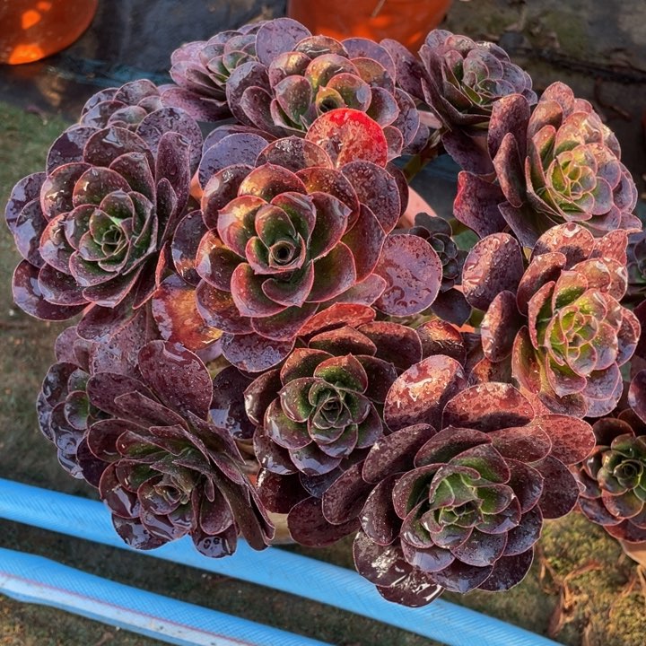 百**莉750魅金玫瑰精品法师多肉