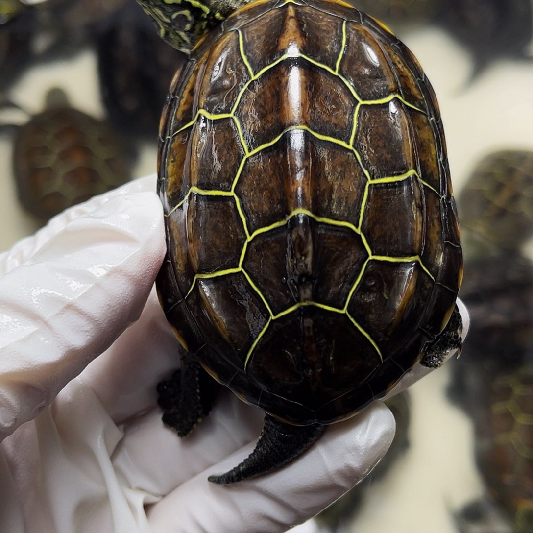 中华草龟母1237899