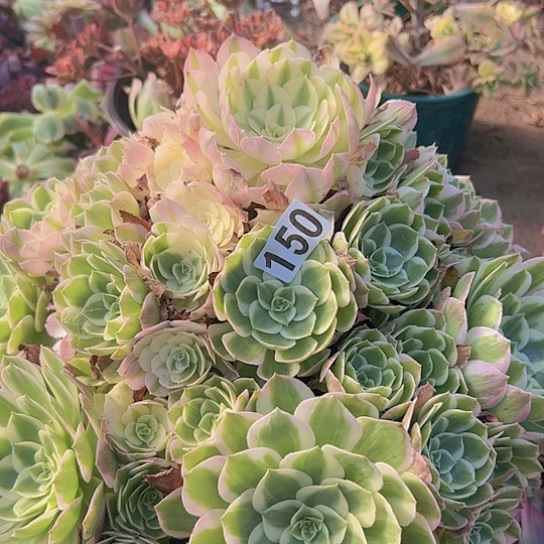 爱***鱼多肉植物一个海王