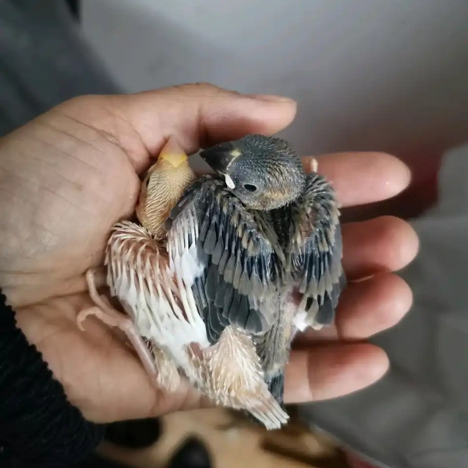 半毛文鸟雏鸟幼崽手养鸟亲人鸟顺丰包邮到家（未断奶需要人工饲喂）