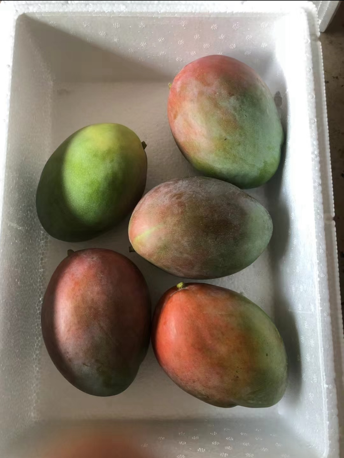 云南农家绿色芒果
