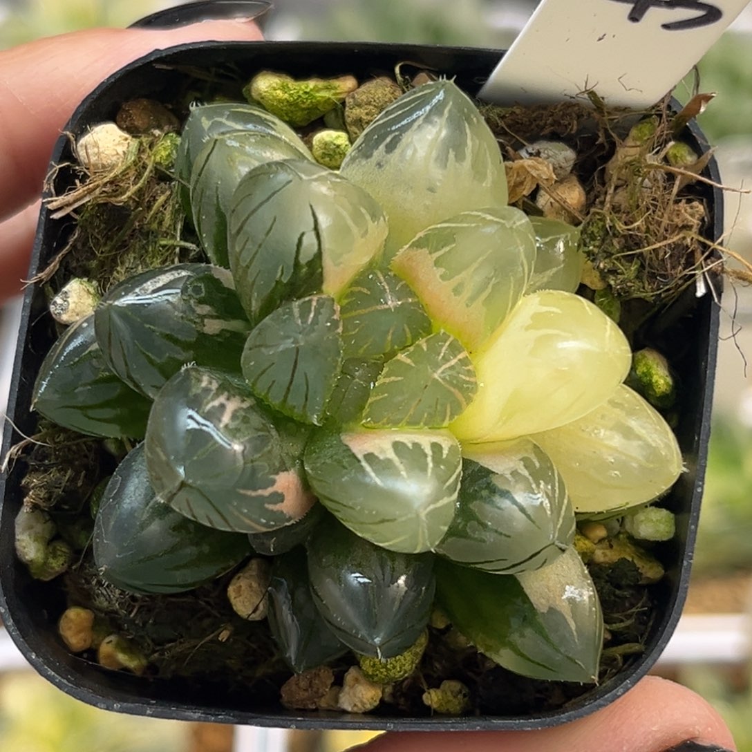 43糊斑趋势龙爪玉露锦福利专场