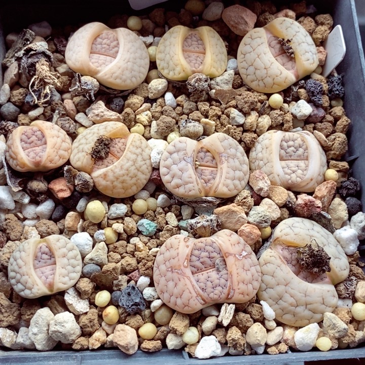 我的小姐姐们都是535