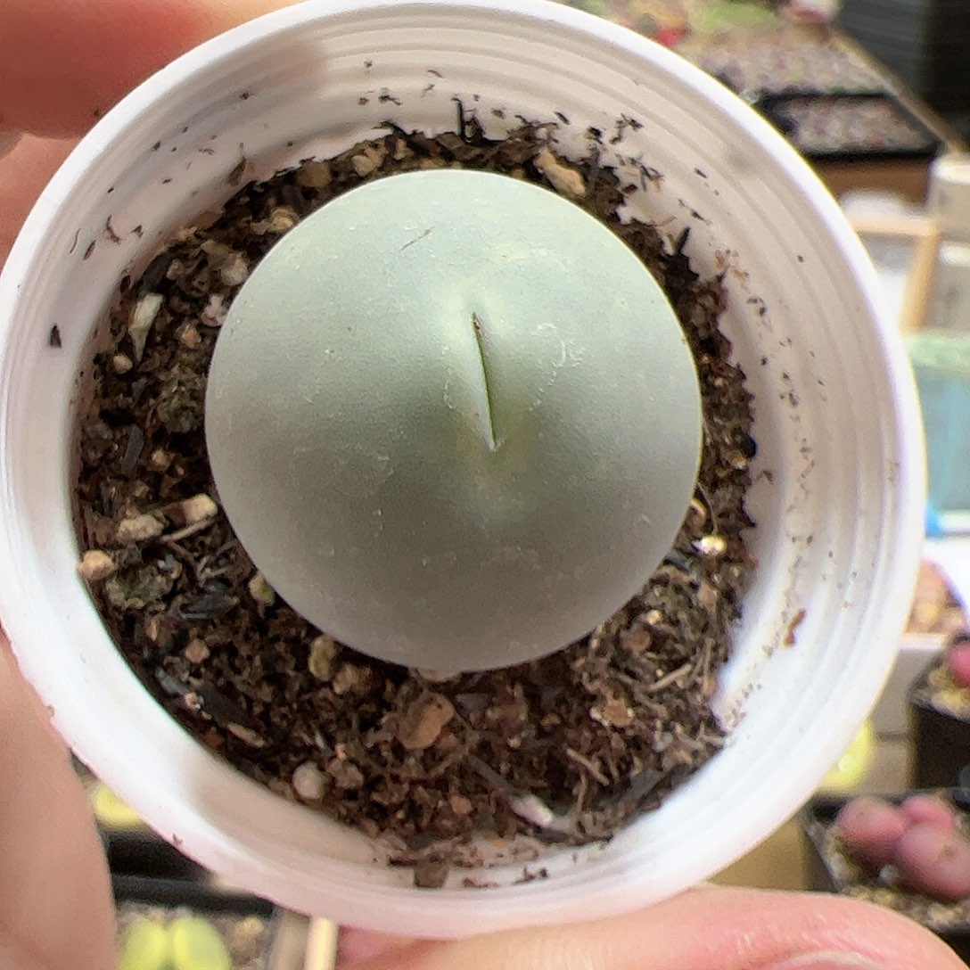 【闪购商品】335 鸽子蛋