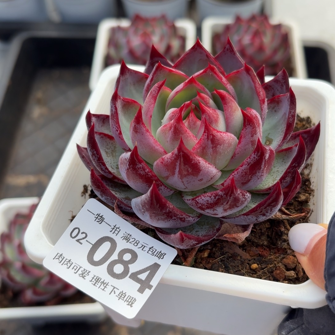 惊鸿无盆土发货无盆土发货无