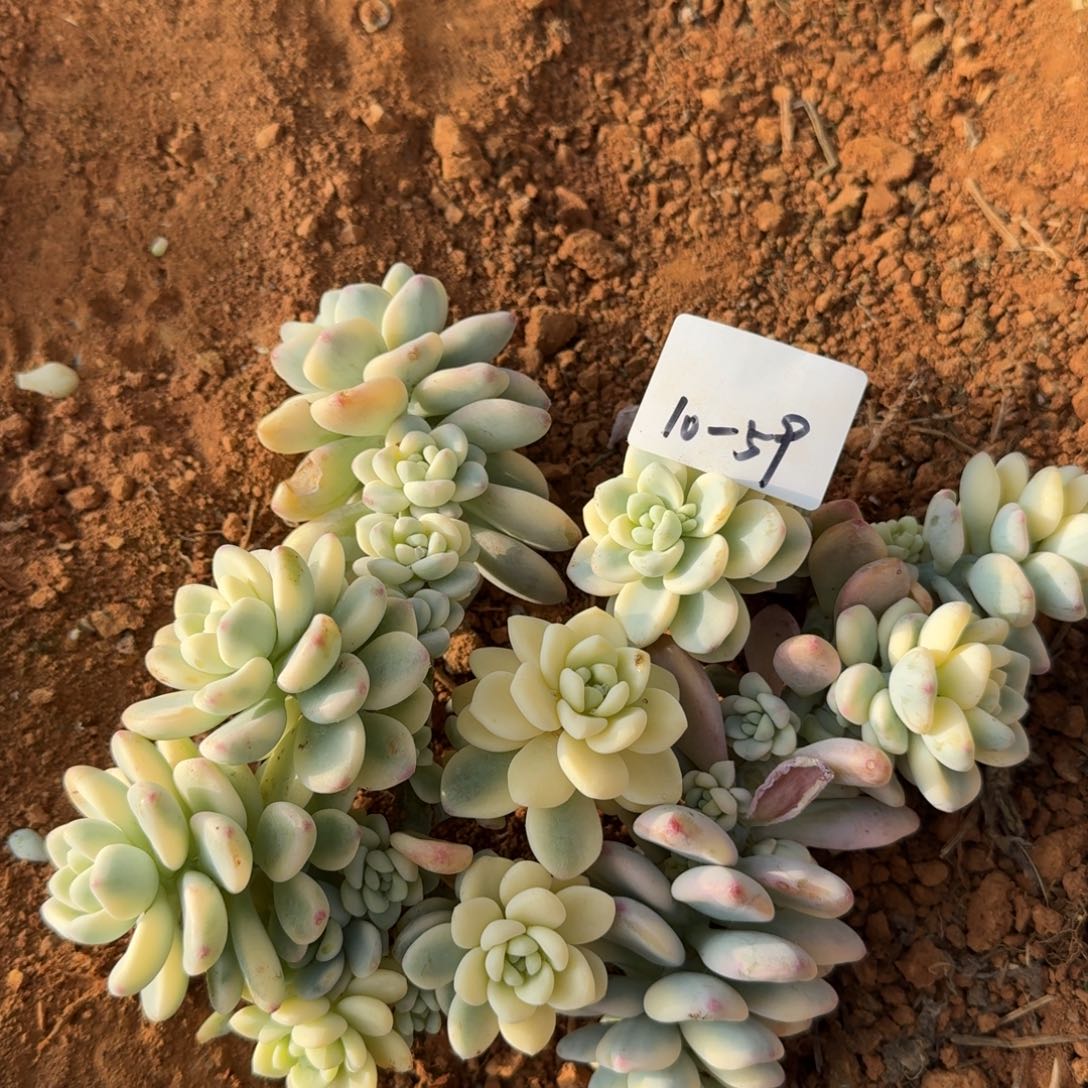 10-59劳尔锦两颗量拍发货