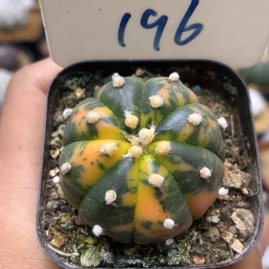 开播福利特价咯福利