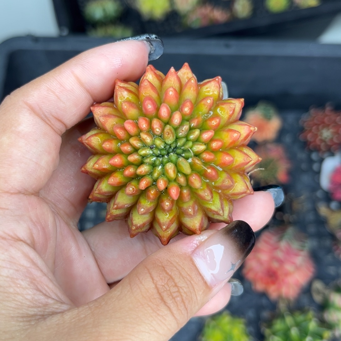 貘，实生，裸根发货