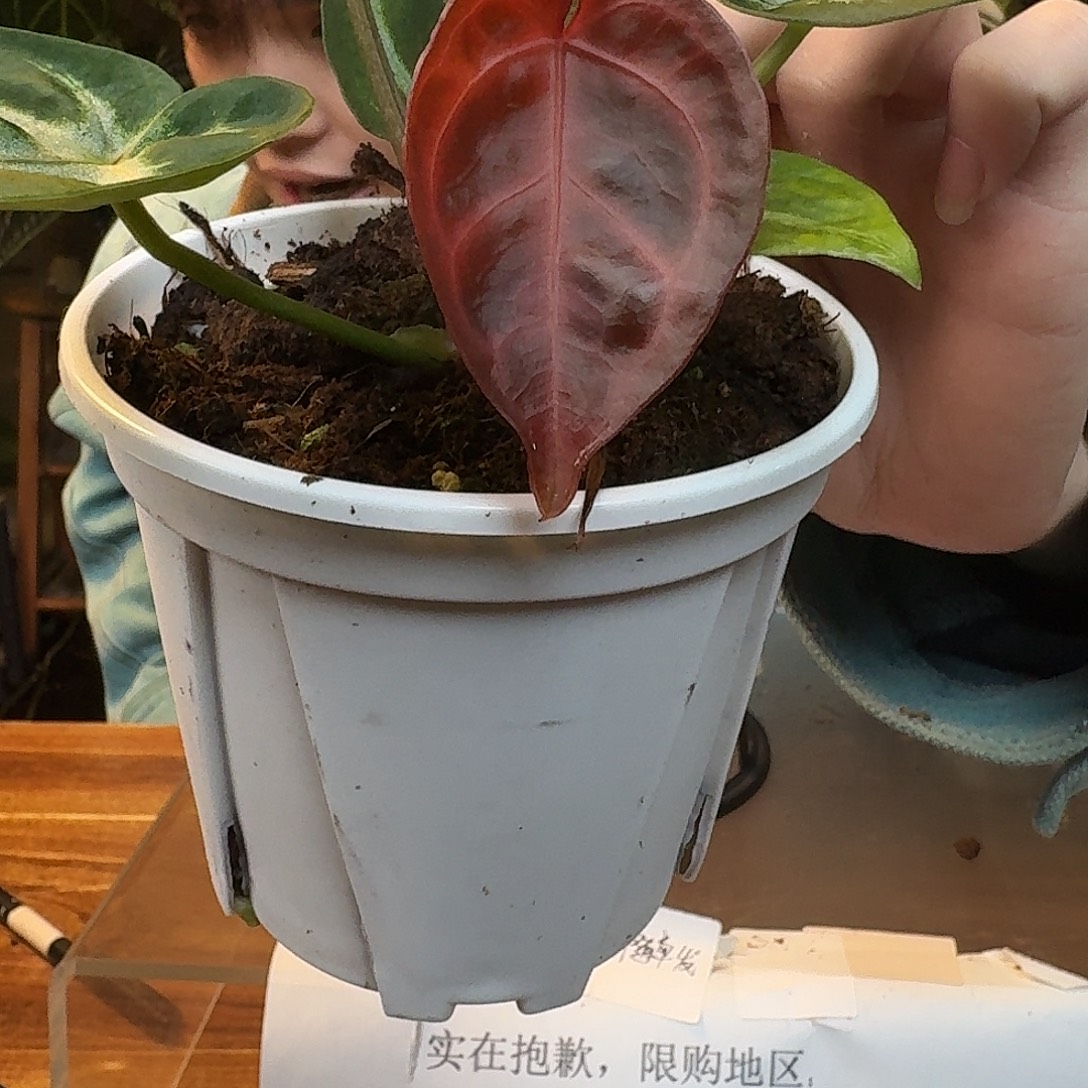 不开花植物L22黑水晶杂skg银红