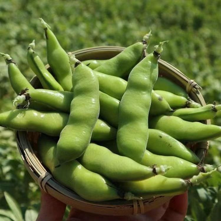 江苏带壳新鲜蚕豆罗汉豆豌豆荚当季胡豆农家兰花现摘蔬菜鲜嫩整箱