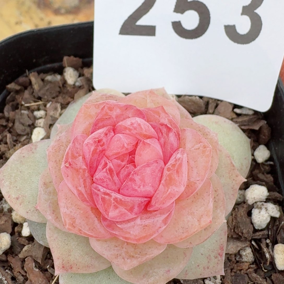 雪桃桃         精品多肉