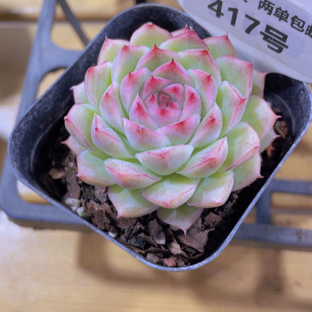 417号 睫毛糖心女王