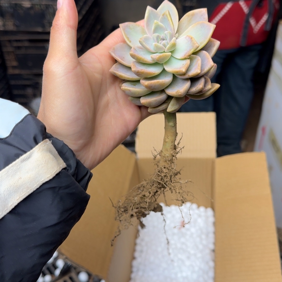 淡雪砍头 不包损10米