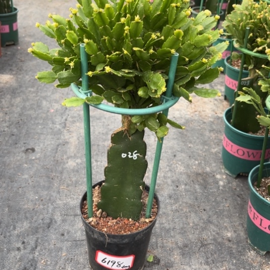 d***g028蟹爪兰尾号6198