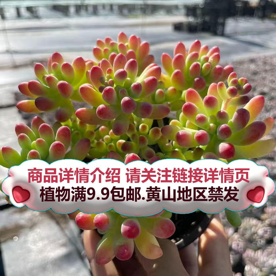 （乙女心-散桩）多肉要满9.9邮 多肉植物绿植吸甲醛