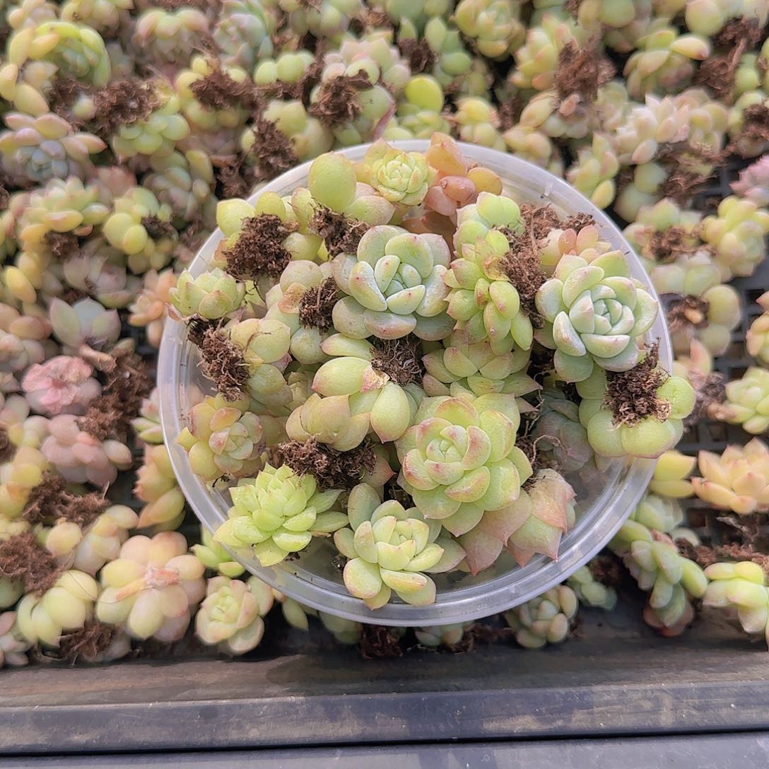 饭盒小苗保底50颗