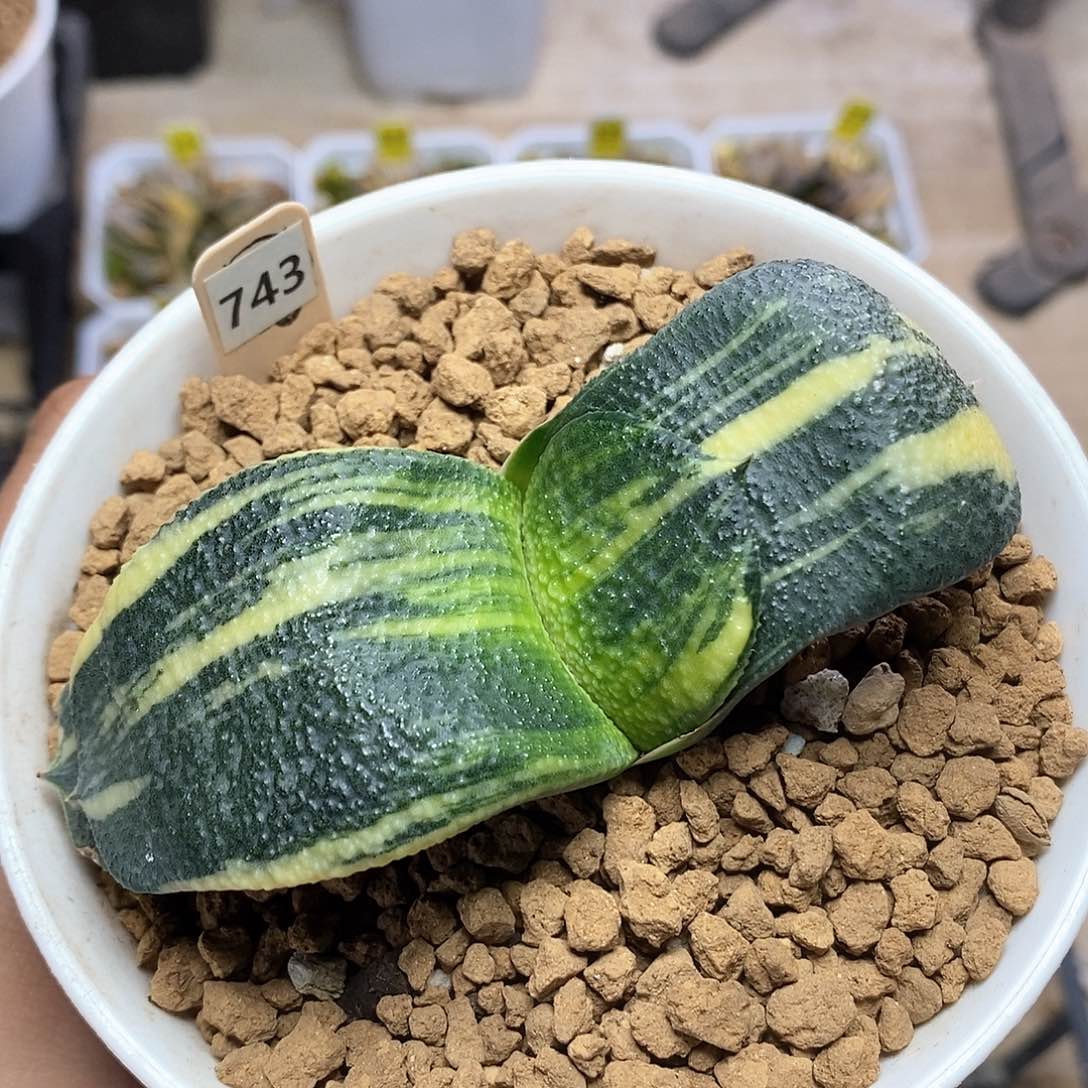 红陶743号实生卧牛锦一物一拍9㎝口径盆