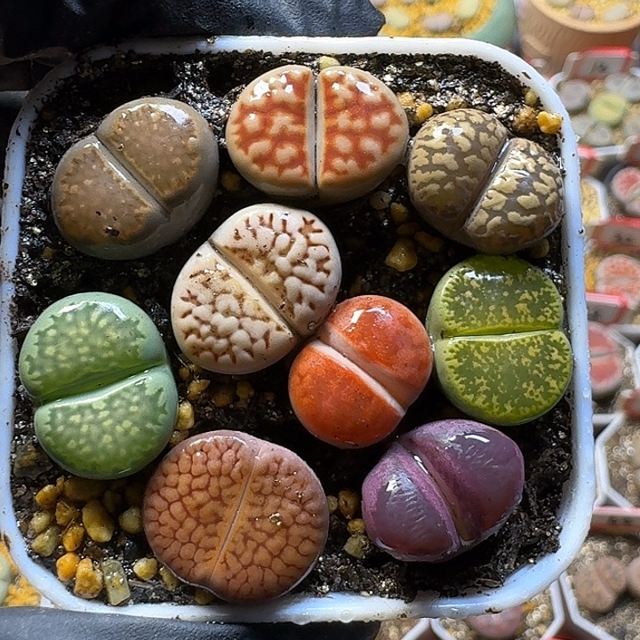 生石花111111。   161