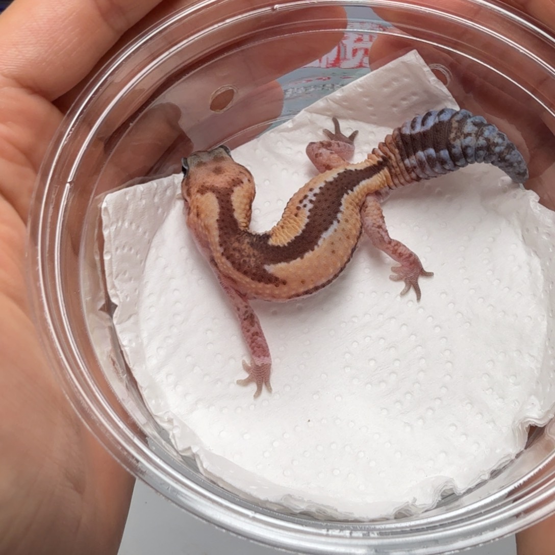 豹纹守宫祖鲁隐橘白妹妹