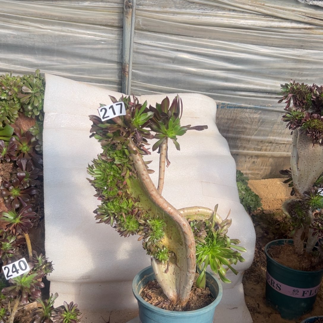 黑缀妖翅膀217高度37厘米