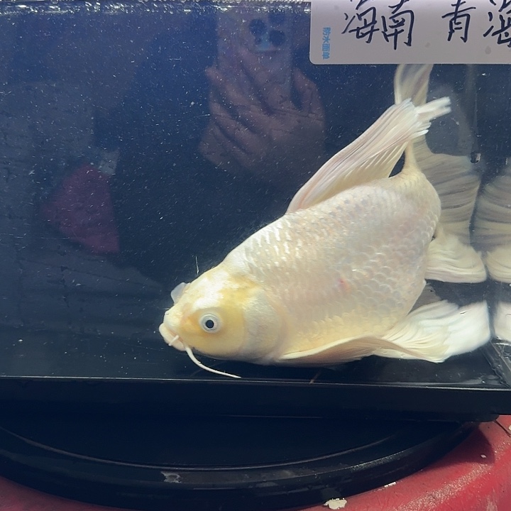 蝴蝶鲤鱼蝴蝶鲤包邮88
