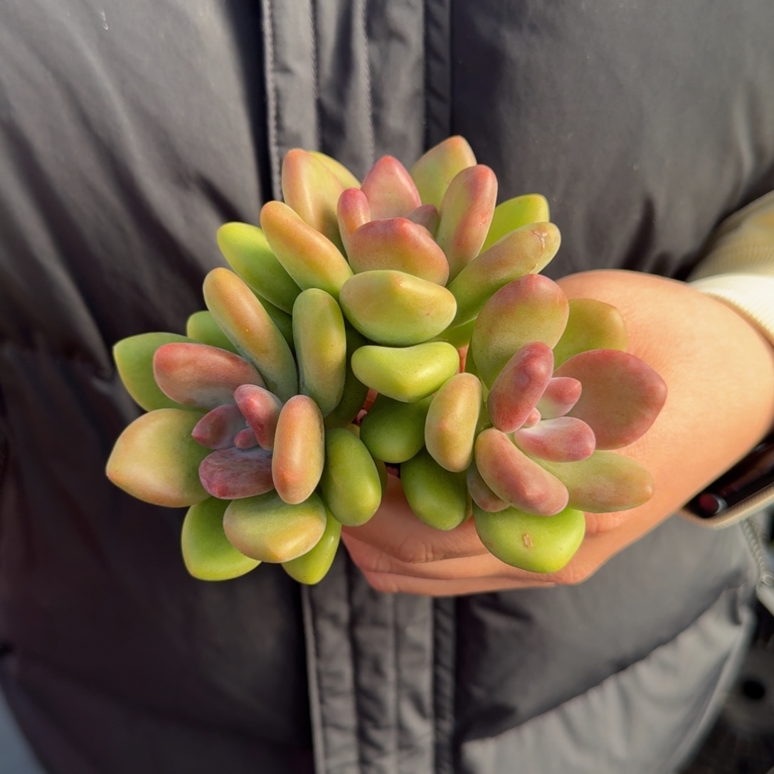 从前慢花园多肉编号-三头芒果奶