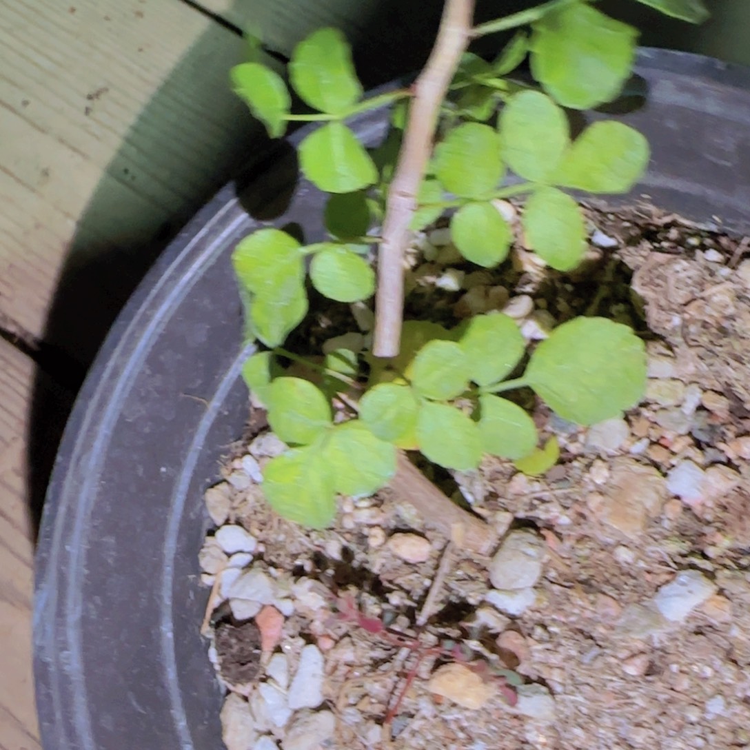 爱***秋块根植物块根植物